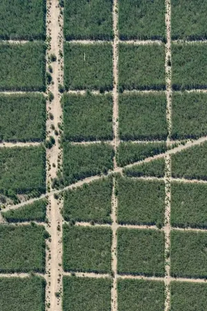 Special Offer ▷ AV_Forests_in_Formation_006 by Bernhard Lang, 2025 | archival pigment print