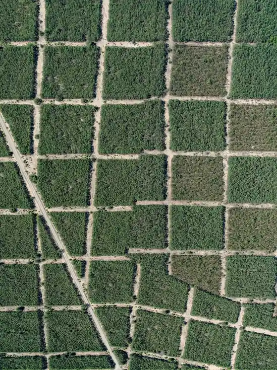 ▷ AV_Forests_in_Formation_002 by Bernhard Lang, 2025 | archival pigment print Fast Shipping