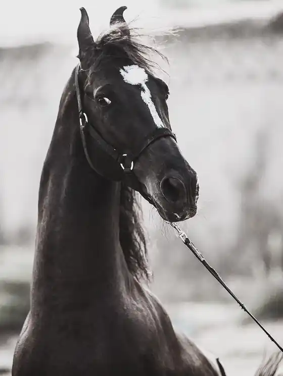 ▷ Horse by Amrita Bilimoria, 2015 | archival pigment print Limited Time