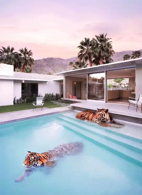 ▷ Palm Springs Tigers - Large by Paul Fuentes, 2018 | fine art print Instant Buy