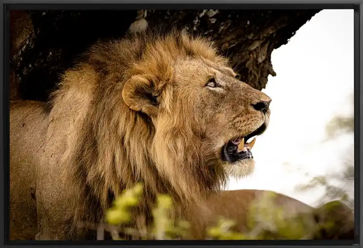 Worldwide Shipping ▷ Lion qui pleure by Florence Sylvain Meunier-Colin, 2023 | Analogue Photography