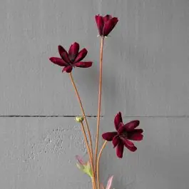 Faux Chocolate Cosmos Stem Deal