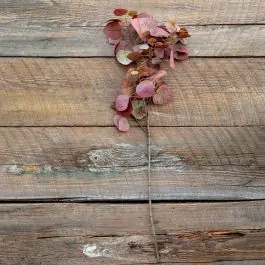 Smoke Bush Stem Seasonal Sale