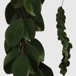 Magnolia Leaf Garland Viral