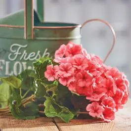 Coral Faux Geranium Bush Set of 2 Latest