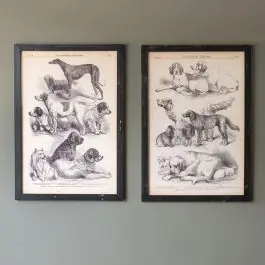 Canine Species Framed Wall Art Modern