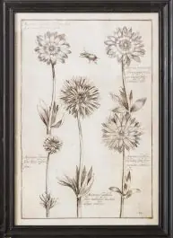 Place Order Sketched Anemone Flower Framed Wall Art