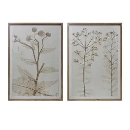 Fir Wood Framed Botanical Print Set of 2 Trending