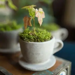 Price Cut Cement Teacup Planter Pot Set of 3
