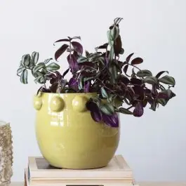 Modern Classics Planter Pot Collection Green Worldwide Shipping