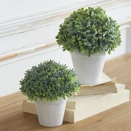 Best Price Boxwood in Pale Pot Set of 2