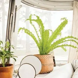 Textured Cement Planter 6 Inch Buy Direct