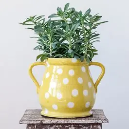While Supplies Last Terracotta Polka Dot Planter