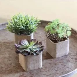 Flash Sale Artificial Succulents In Terracotta Pots Set of 3
