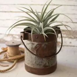 Brand New Rustic Water Bucket Planter