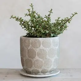 Place Order Polka Dot Terra Cotta Planter With Saucer